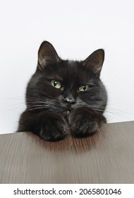 Head Of A Young Black Cat. Black Cat Looking Down At The Camera