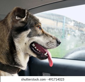 Head of young dog which sitting on back seat of car sees unfamiliar area in  window and worries. Hurried breathing, open mouth, long flicked out tongue  and attentive look expresses strong emotions.
