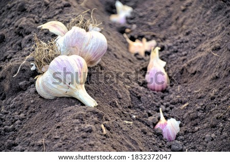 The head of young garlic is buried in the ground. Lots of garlic, macro photo of vegetables. Vertical photo. Healthy vegetables growing in the garden. Lots of black earth.