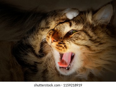 headache - the cat clutched at the head - Shutterstock ID 1159218919