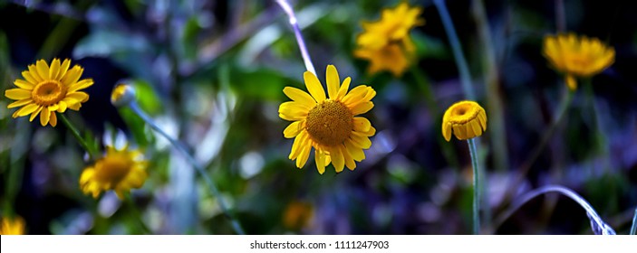 Header for facebook social media cut out for covers. Close-up image of wild yellow daisy summer shadow. Reduce the size of the header.