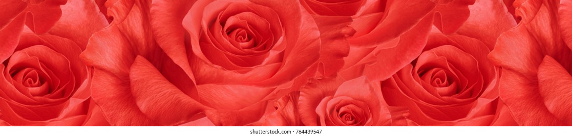 header panorama  pattern  beautiful  red rose. front-end