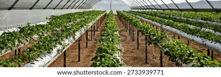 Header of rows of strawberry plants growing in elevated hydroponic systems inside greenhouse, green foliage and ripe fruit visible, soil floor beneath structures, agricultural technology concept