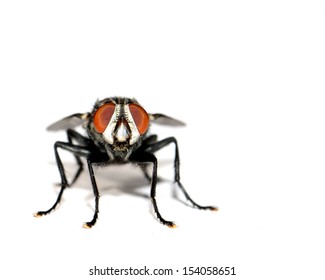 Head-On Macro Image Of A Common House Fly (Musca domestica) At Eye Level - Powered by Shutterstock