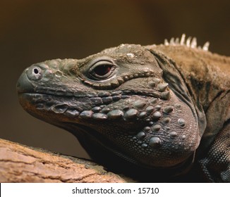 Head-only portrait of a blue iguana.