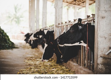 乳牛图片 库存照片和矢量图 Shutterstock