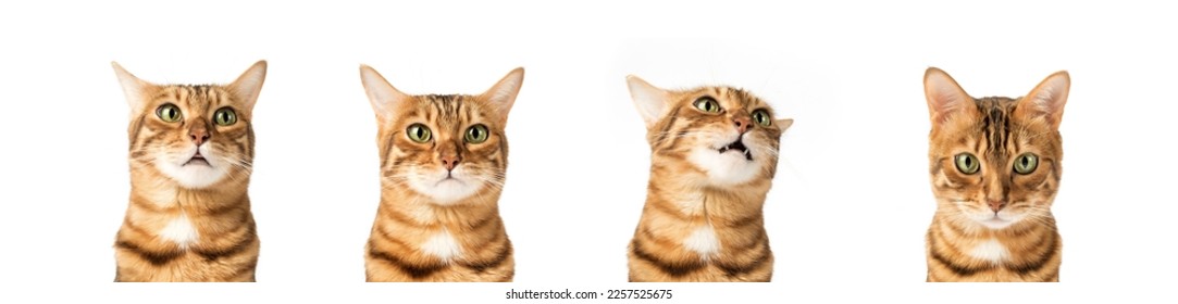 Heads of a cute bengal cat with different emotions. Set of cat heads on the background.