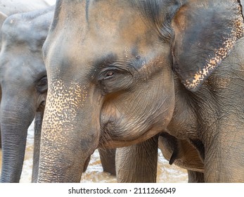 Elefantenköfantenköfantenköchlinge, die im Fluss Maha Oya in Pinnawala, Sri Lanka, ein Bad nehmen