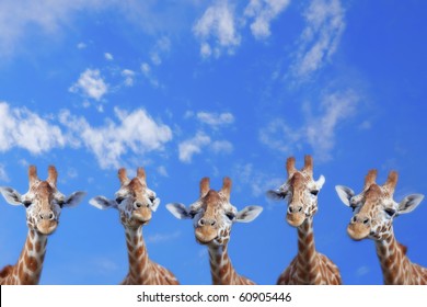 The heads of five giraffes against blue sky