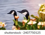 The heads of a pair of Canada geese (Branta canadensis) visible behind flowers blooming on the shoreline of a lake, Mountain View, San Francisco bay area, California