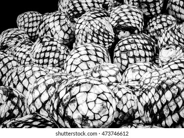 Heads Of Tequila Agave, Texture.Black And White