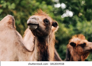 Camel Mouth Images Stock Photos Vectors Shutterstock