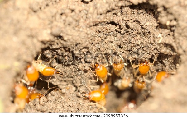 The heads of worker and soldier termites emerge from\
the nest hole