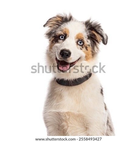 Headshot of an american shepherd puppy panting and smiling, wearing a black collar, isolated on white