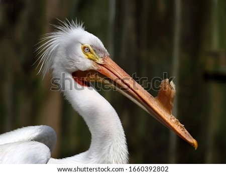Headshot of American white pelican with mating bill.