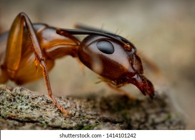 Headshot Of Ant Orange In The Argentine Jungle. (Linepithema Humile) 