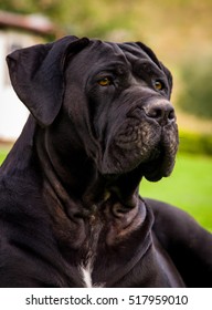 black italian mastiff