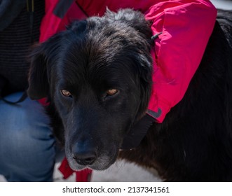 Headshot Of The Black Dog. Best Friend. Light Brown Eyes.