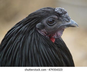 Headshot Of A Black Sumatra Rooster. Close-up Of Hackle Feathers And Dark Face Of Male Chicken.