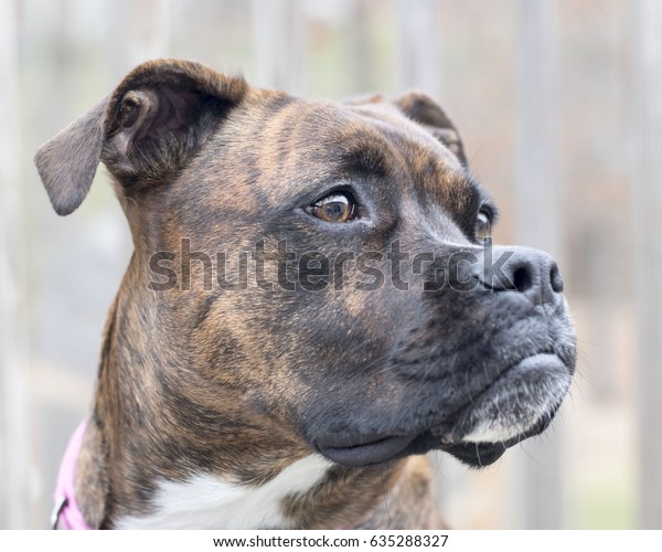 Headshot Brindle Boxer Mix Dog Shallow Stock Photo (Edit Now) 635288327