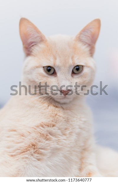 Headshot Champagne Color Cat Looking Camera Royalty Free Stock Image