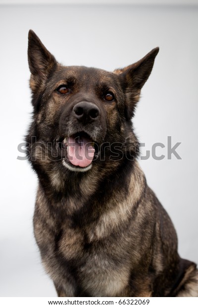 Headshot German Shepherd Studio Stock Photo (Edit Now) 66322069