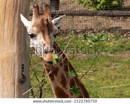 Headshot of Giraffe while feeding or looking 