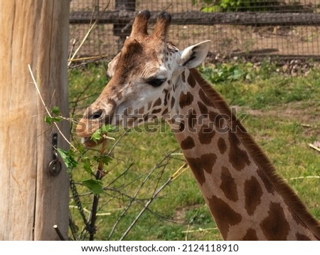 Headshot of Giraffe while feeding or looking 
