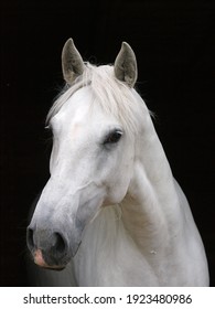 A headshot of a grey horse against a black background.