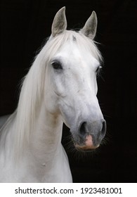 A headshot of a grey horse against a black background.