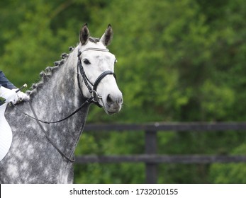 A Headshot Of A Grey Horse In The Dressage Ring