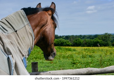 Headshot of a horse in fly rug looking out over pasture. 