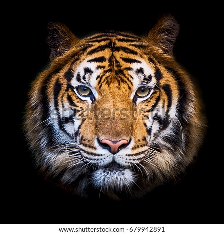 Headshot of Indochinese tiger (Panthera tigris corbetti) on black with copyspace.
