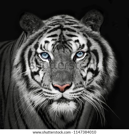 Headshot of Indochinese white tiger. (Panthera tigris corbetti) on black with copyspace.
