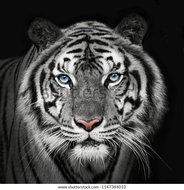 Capture D Ecran Du Tigre Blanc Indochinois Photo De Stock Modifiable