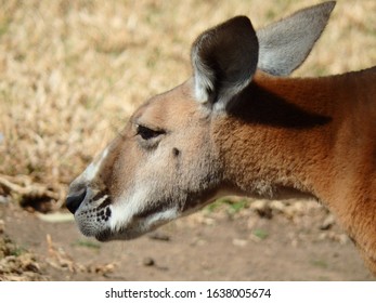 Headshot Of A Male Red Kangaroo