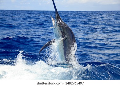 Headshot Of A Nice Black Marlin