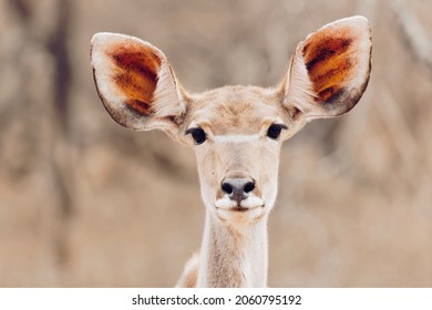 Headshot Off Observant Female Kudu Looking At The Camera, All Ears