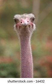 Headshot Ostrich - Looking Straight #2
