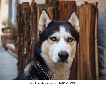 Headshot portrait of a seriously looking Siberian husky with piercing blue eyes