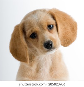 Headshot Of A Puppy Dog With Head Cocked In An Inquisitive Manner Isolated Against A White Background