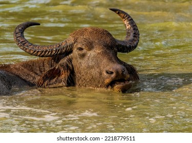 8,924 Water Buffalo Head Images, Stock Photos & Vectors | Shutterstock