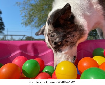 Headshot Of White Australian Shepherd Dog Is Outside Foraging Through The Colorful Balls On The Pink Plastic Kiddie Pool 