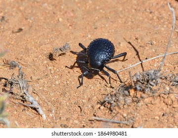 The head-stander beetle (Onymacris unguicularis)