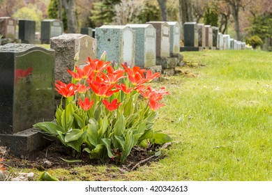 Headstones in a cemetery with many red tulips