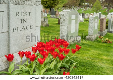 Headstones in a cemetery with red tulips and 