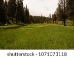 The headwaters of the Crooked River in Oregon. The river runs through green grass with forest surrounding it.  Taken in the Ochoco National Forest.