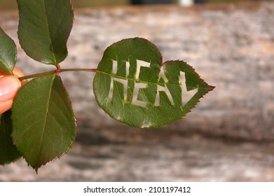 Heal the world, healing, and well being concepts. The word Heal on green rose leaves. Hand with rose leaflets. - Shutterstock ID 2101197412