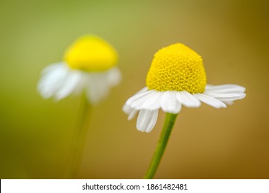 Healing German chamomile flower with soft background