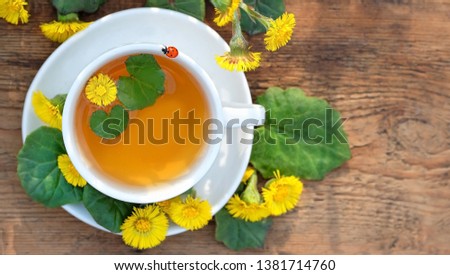 Healing herbal infusion with Medicinal plant Coltsfoot. Fresh spring coltsfoot flowers, ladybug and tea cup on wooden table. Tussilago farfara. flat lay